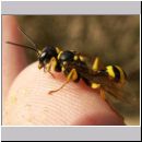 Mellinus arvensis - Kotwespe w15.jpg